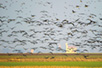 Slano Kopovo, flock of geese (Photo: Josip Šarić)